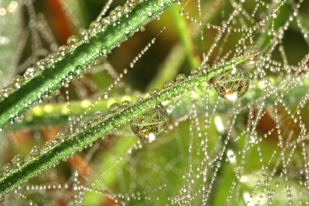 Drops of dew on a leafの写真素材
