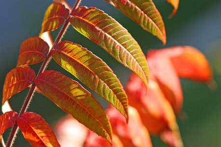 Beautiful Autumnの写真素材