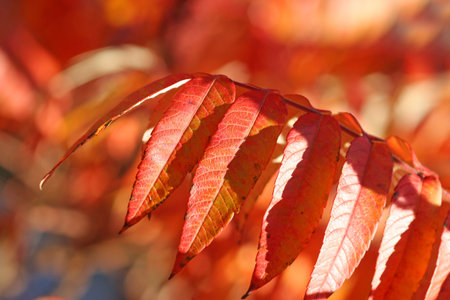 Beautiful Autumnの写真素材