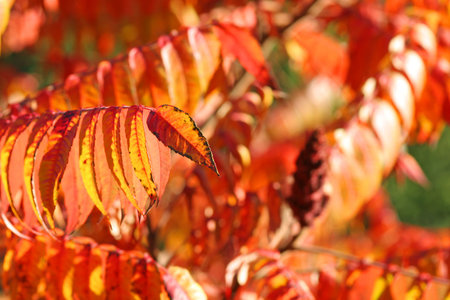 Beautiful Autumnの写真素材