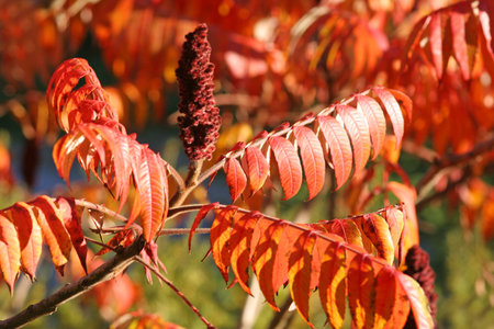 Beautiful Autumn