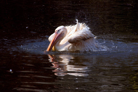 Pelicanの写真素材