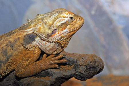 Iguana portrait