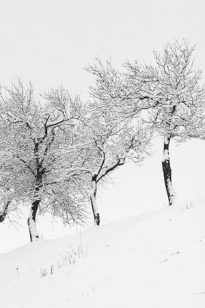 Beautiful Winterの写真素材