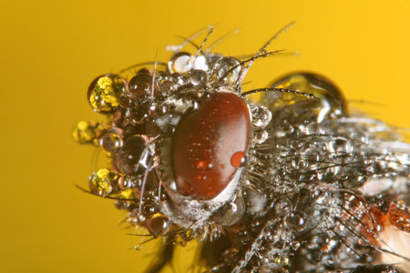 Fly in dropsの写真素材