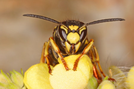 Hornetの写真素材