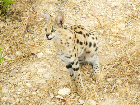 African Catsの写真素材