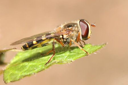 Fly