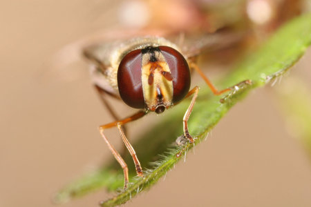Fly