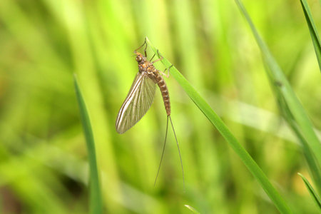 Mayflyの写真素材