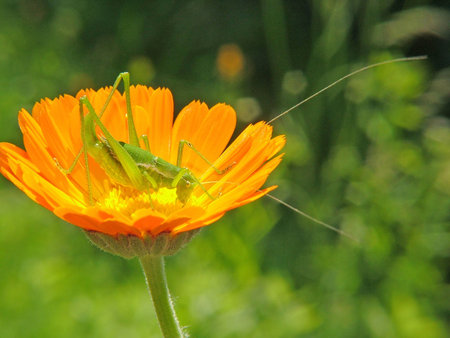 Grasshopperの写真素材