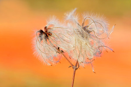 Downy flower 