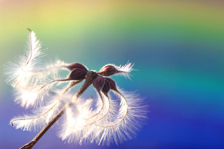 Downy flower の写真素材