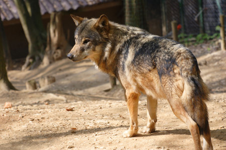 Wolf