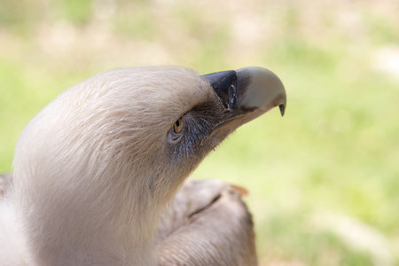 Griffon vulture portraitの写真素材