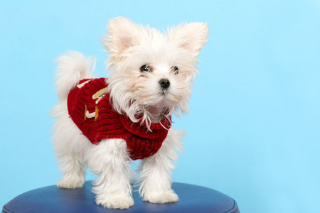 Maltese Dog