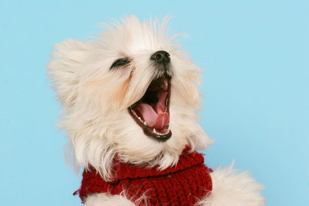 Maltese Dog