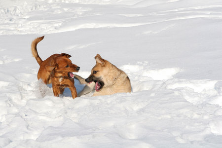 Dogs in Winterの写真素材