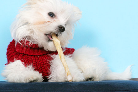 Maltese Dogの写真素材