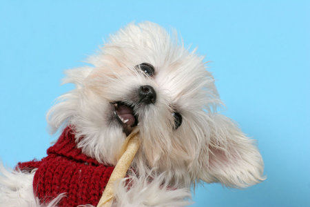 Maltese Dogの写真素材