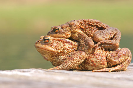 Frog Pairの写真素材
