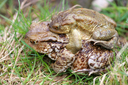 Frog Pairの写真素材