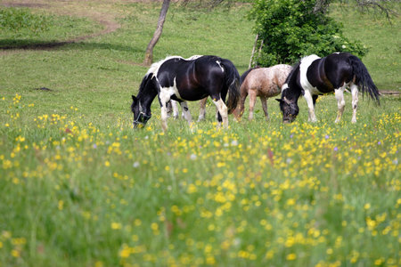 Beautiful Horsesの写真素材