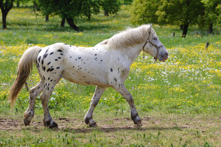 Beautiful Horseの写真素材