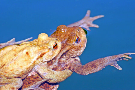 Frog pairingの写真素材