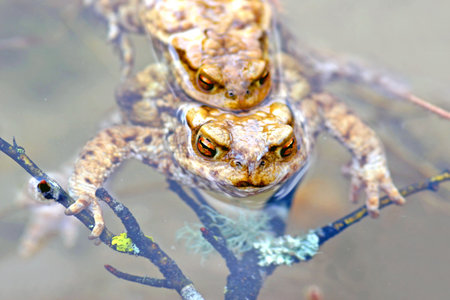 Frog pairingの写真素材