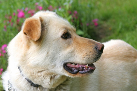 Shepard Dog