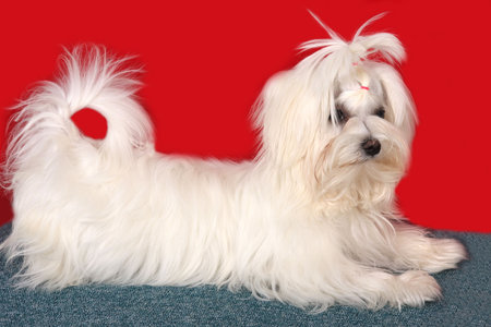 Maltese dog
