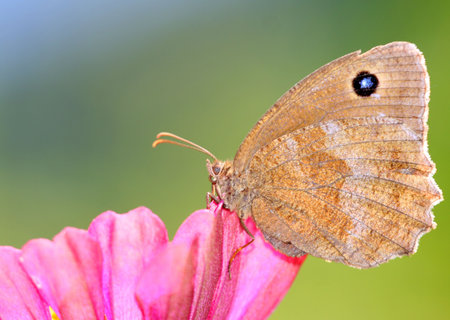 Butterflyの写真素材
