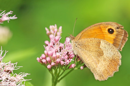 Butterflyの写真素材
