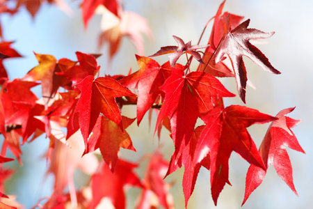 Beautiful Autumn