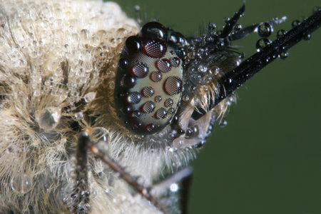 Bombylius Super macroの写真素材