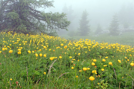 Alpine Meadowの写真素材