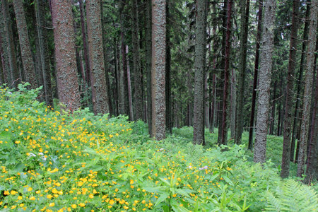 Morning in the woodの写真素材