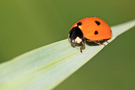 Ladybugの写真素材