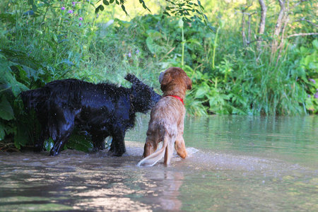 Beautiful Dogs