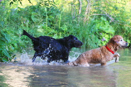 Beautiful Dogsの写真素材