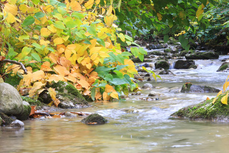 Beautiful Autumn