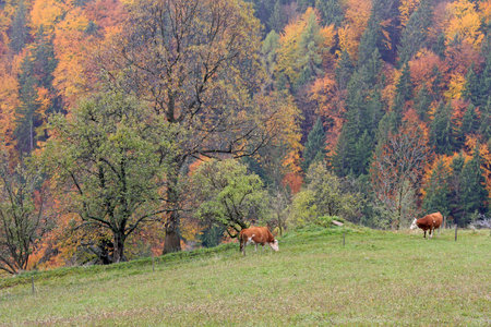Beautiful Autumnの写真素材