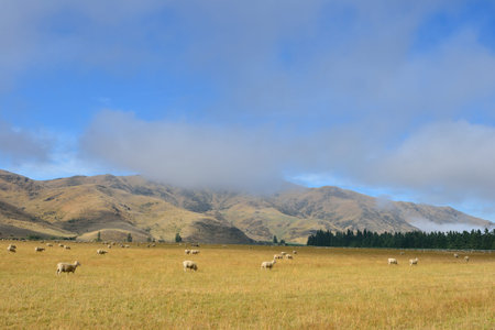 Sheeps in New Zealandの写真素材