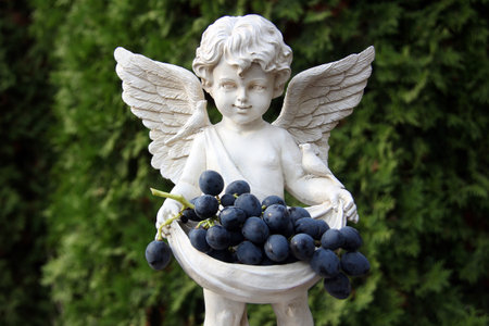Statue of boy with angel wings holds juicy ripe blue grapes on blurred green background.の写真素材