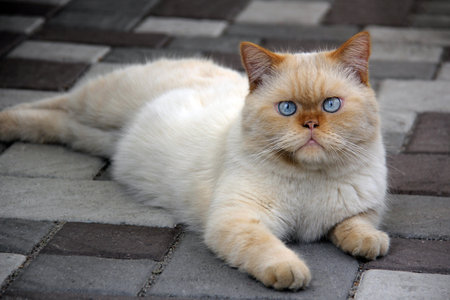 Funny white-red Persian cat with expressive blue eyes lies on the stone floor.の写真素材