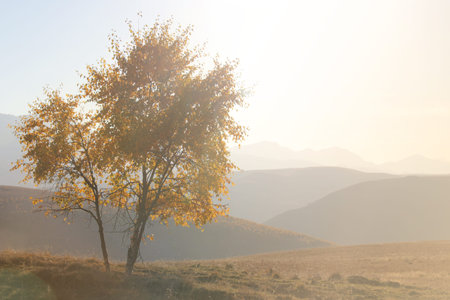 Scenic alone autumn tree on a hill slope with sunny beams on a background of mountains with copy...
