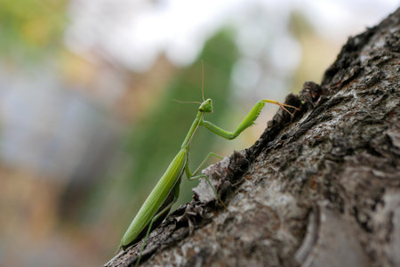 Green mantis looking at the camera on tree bark on a blurred background.の写真素材
