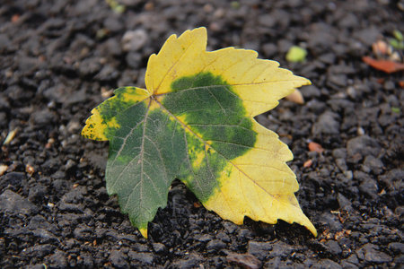 Beautiful autumn yellow-green leaf on the dark asphalt.の写真素材