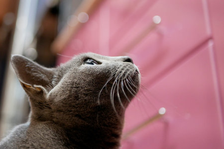 Cat looks up with hope wanting to get food from the kitchen table, bottom view.